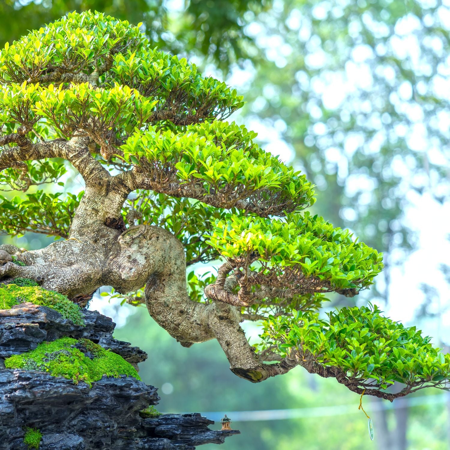 Potatura del Bonsai: Tecniche Essenziali per una Crescita Salutare