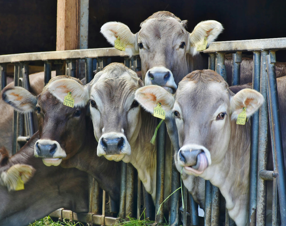 Super-batteri: l'antibiotico-resistenza nata nelle stalle che minaccia la salute globale