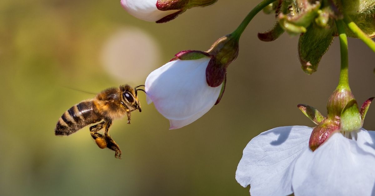 ape e fiore di ciliegio
