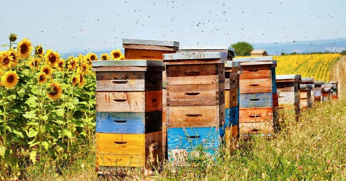 Campo di girasoli con apiari