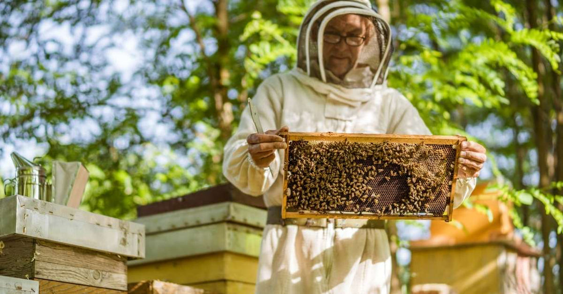 Apicoltore al lavoro nel bosco