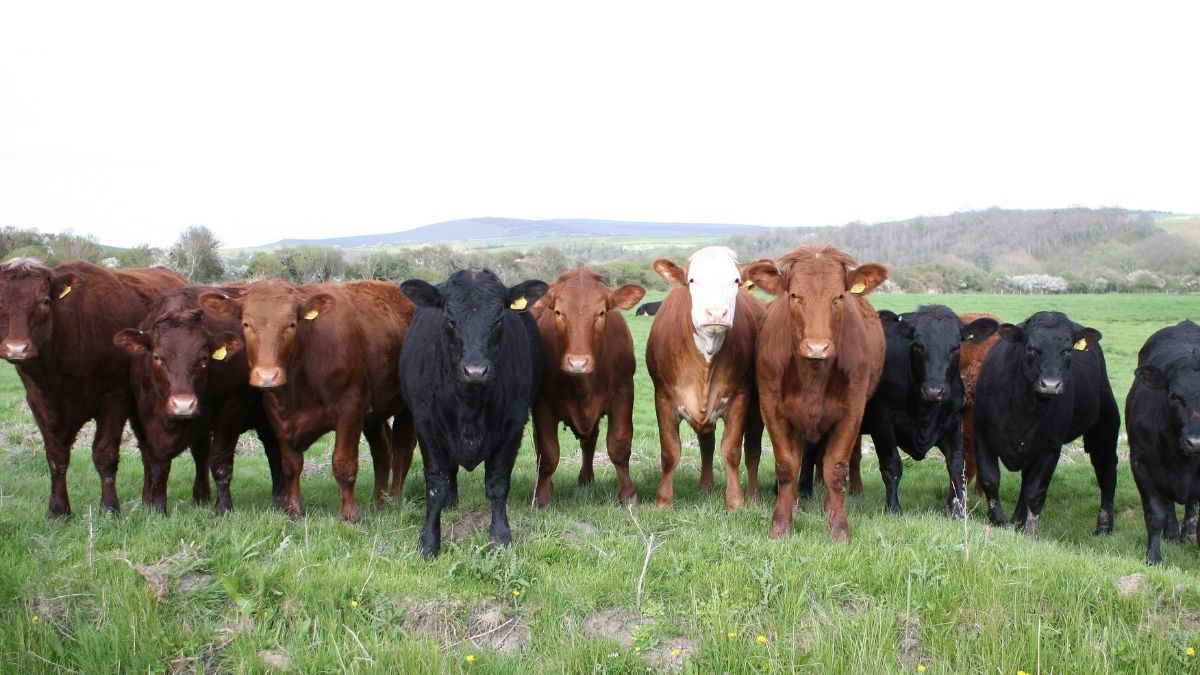 Carne sintetica: promessa ecologica o cortina di fumo industriale?