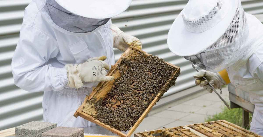 Il Ronzio della Speranza: Progetti e Iniziative Locali a Favore delle Api in Italia