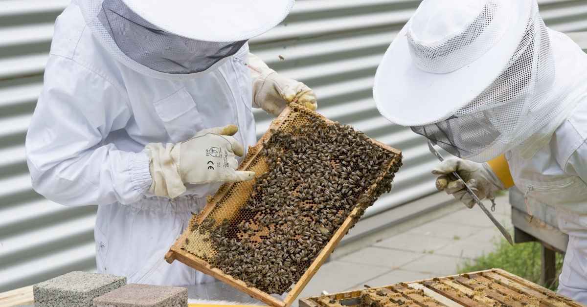 Il Ronzio della Speranza: Progetti e Iniziative Locali a Favore delle Api in Italia