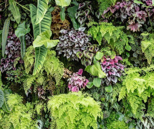 Come creare un giardino verticale: La guida completa facile per tutti