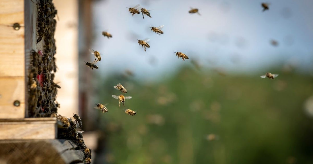 Le api che volano nell'arnia