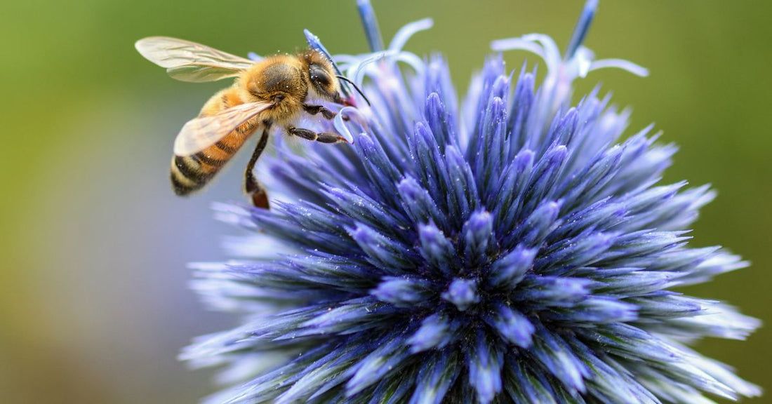 Ape che impollina fiore blu