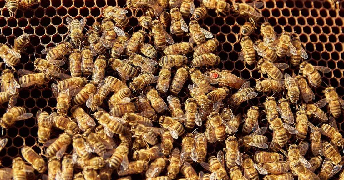 sciame di api nell'alveare