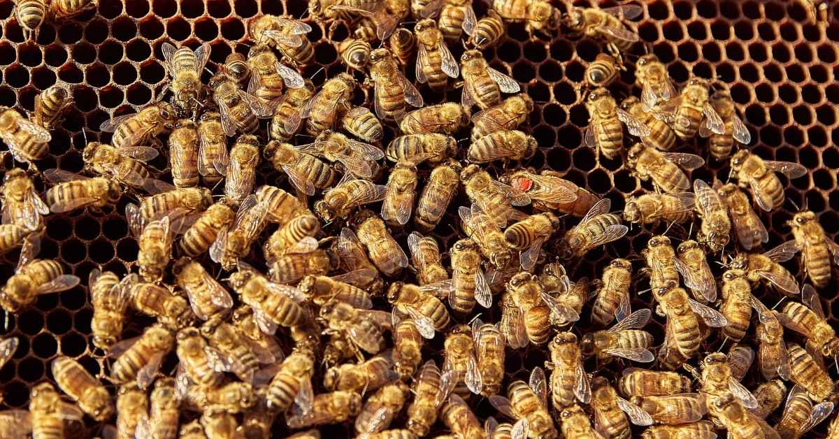sciame di api nell'alveare
