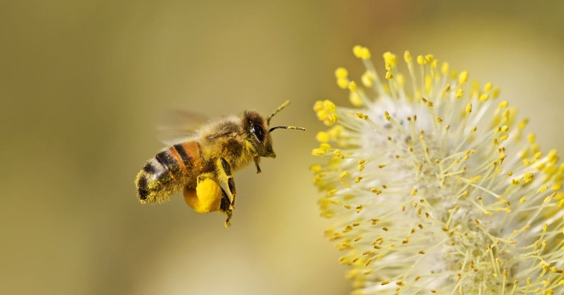 ape con polline nelle zapette che si sta per appoggiare a un fiore giallo