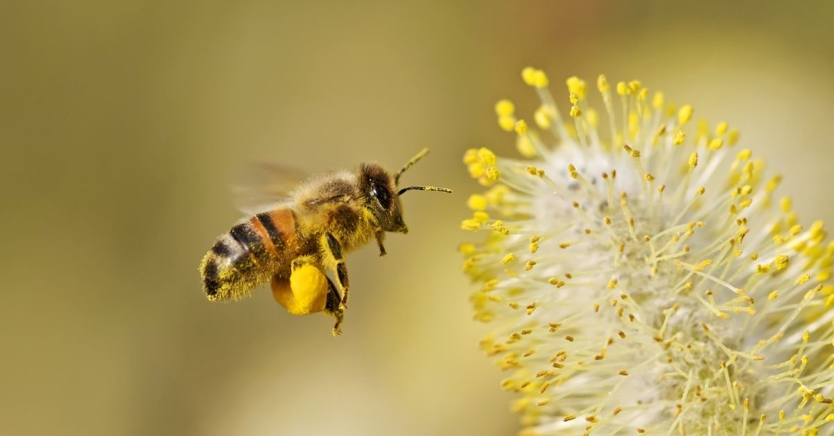 ape con polline nelle zapette che si sta per appoggiare a un fiore giallo