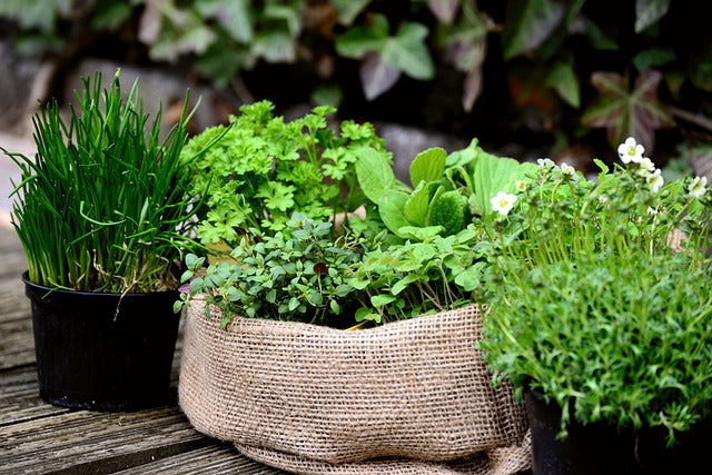 Coltivare erbe aromatiche in casa