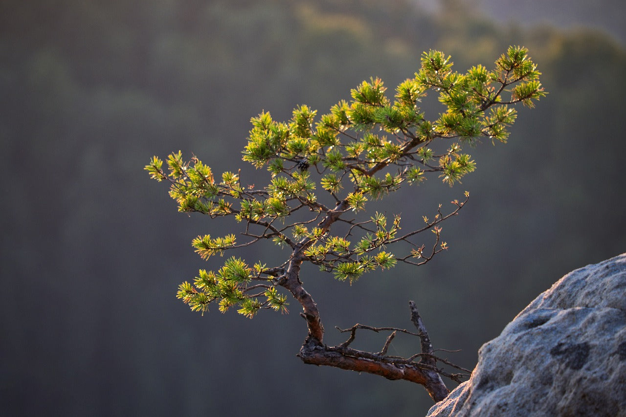 Il Pino: Un Albero Monumentale