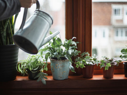 Guida All'Irrigazione Perfetta per il Tuo Giardino: Consigli, Tecniche e Segreti