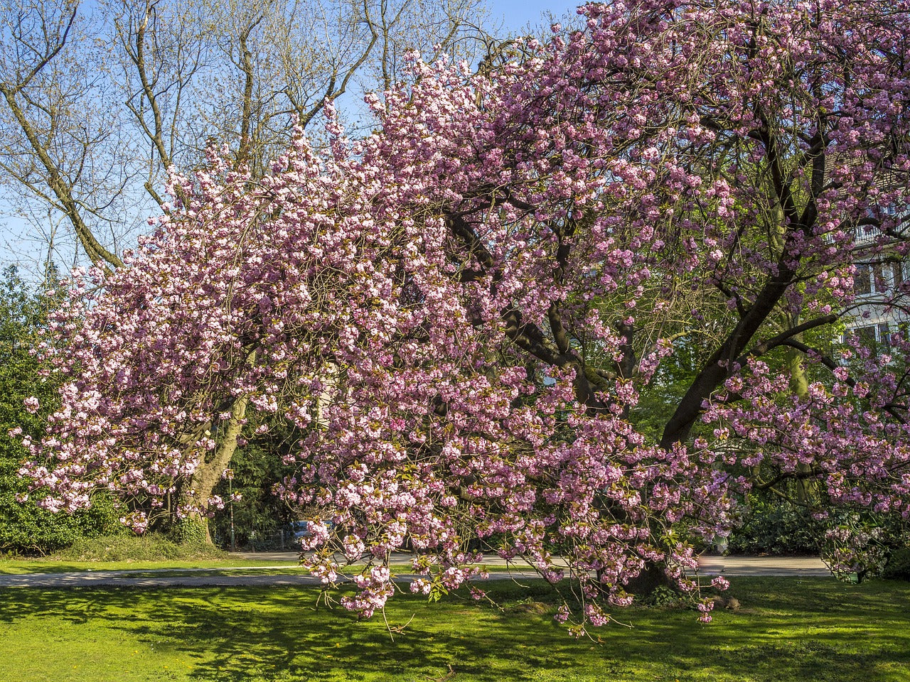 Il Ciliegio: Un Albero dai Colori che Conquistano i Sensi