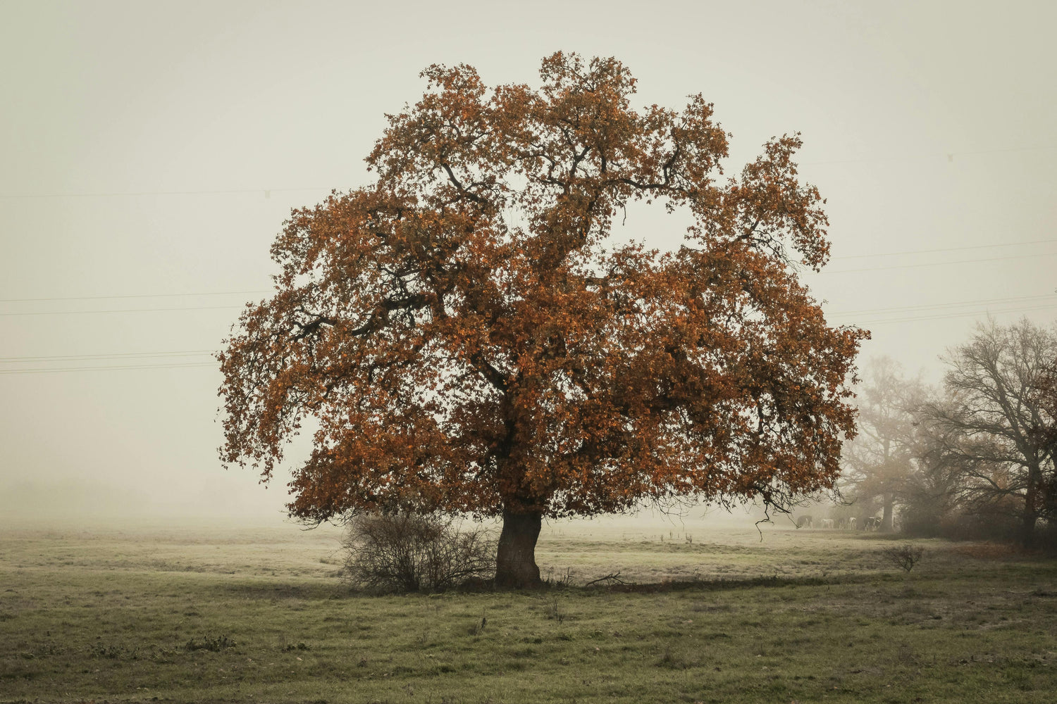 La Quercia: Un Gigante Gentile del Bosco