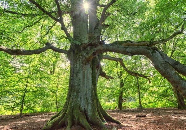 Albero di faggio, legno di faggio, faggio secolare, lavorazione del legno, legno di qualità