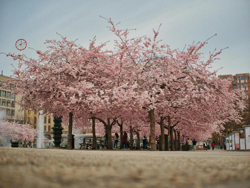 Albero di ciliegio con fioritura primaverile, sentiero di alberi in fiore, città con alberi di ciliegio in fiore.