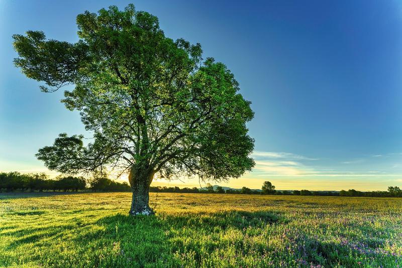 Albero maestoso di frassino con grande chioma, un albero delle molteplici qualità