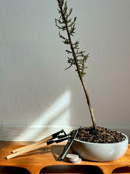 Kit Bonsai Cipresso Macrocarpa per Principianti