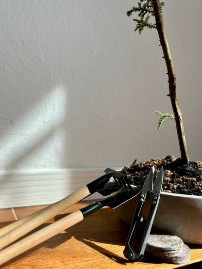 Kit Bonsai Cipresso Macrocarpa per Principianti