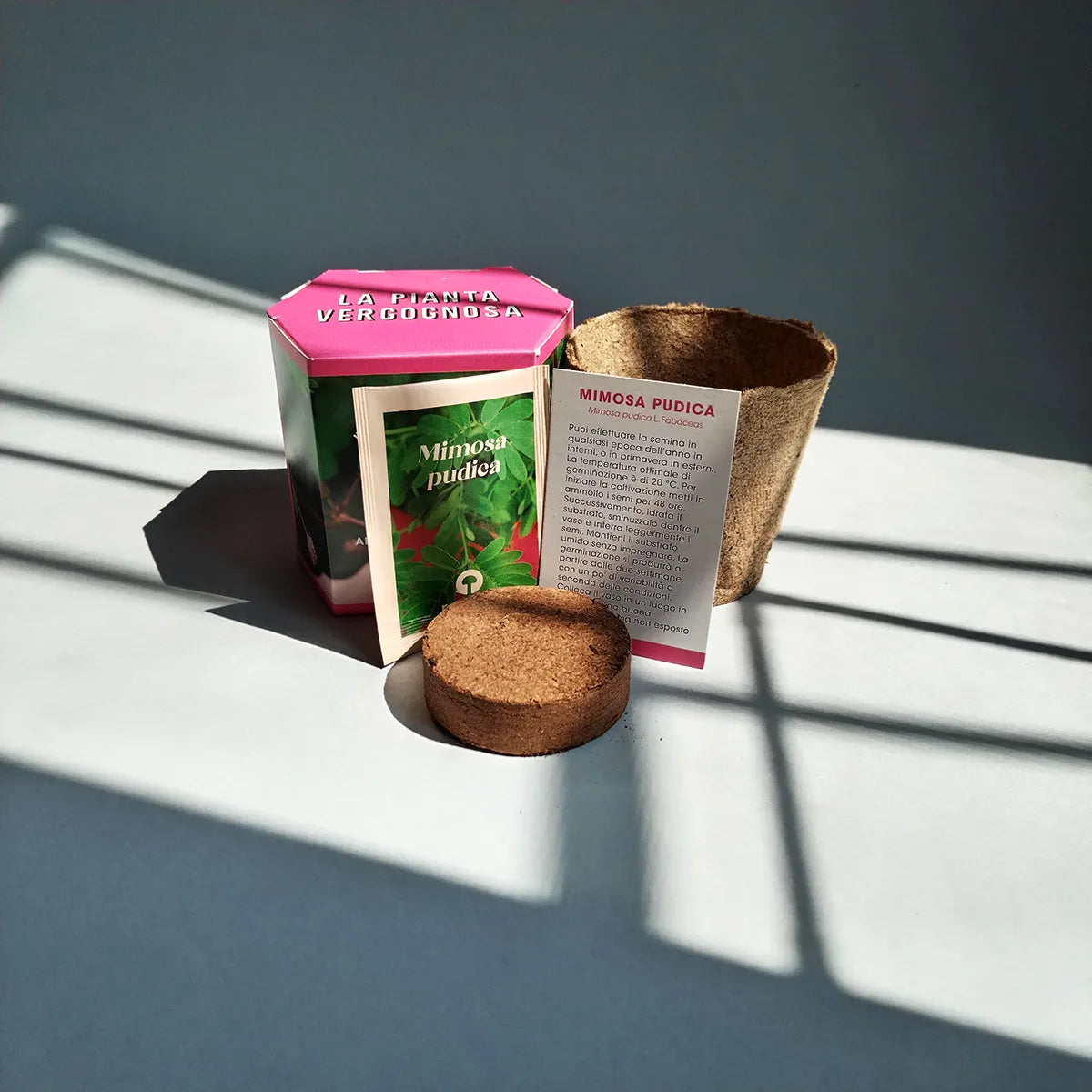 Kit di auto-coltivazione pianta di mimosa con semi, dischetto di torba e vasetto biodegradabile