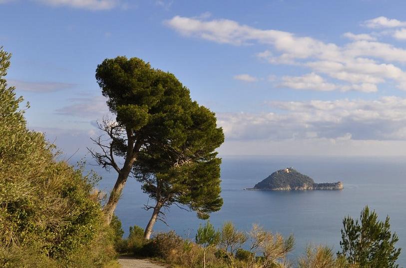 Pino marittimo,  un almero maesto e immortale- albero di pino in una scogliera - panorama con alberi di pino