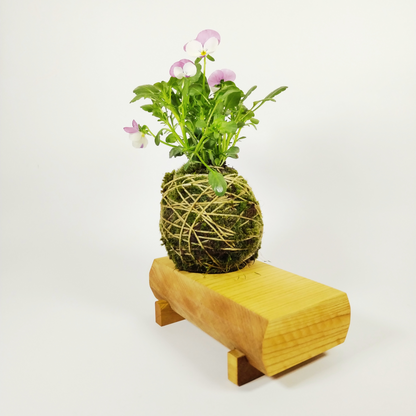 Botanical Prisms in Linden Wood - Kusamono Toy Pot: a toy that grows with your imagination!