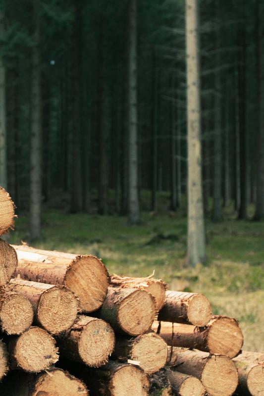 tronchi per la faegnameria, stagionatura del legno, tronchi abbattuti, accumulo di tronchi
